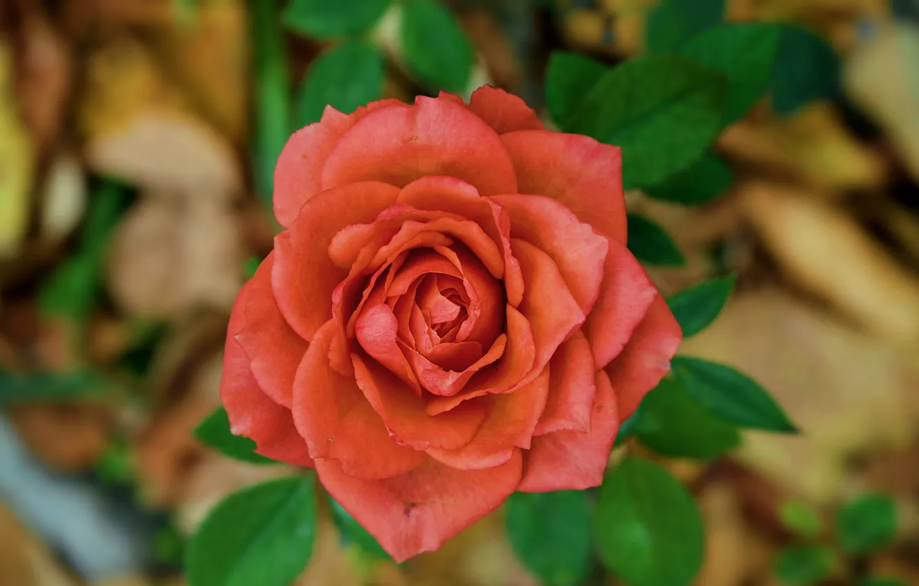Фото обои Роза, Rose, Боке, Bokeh