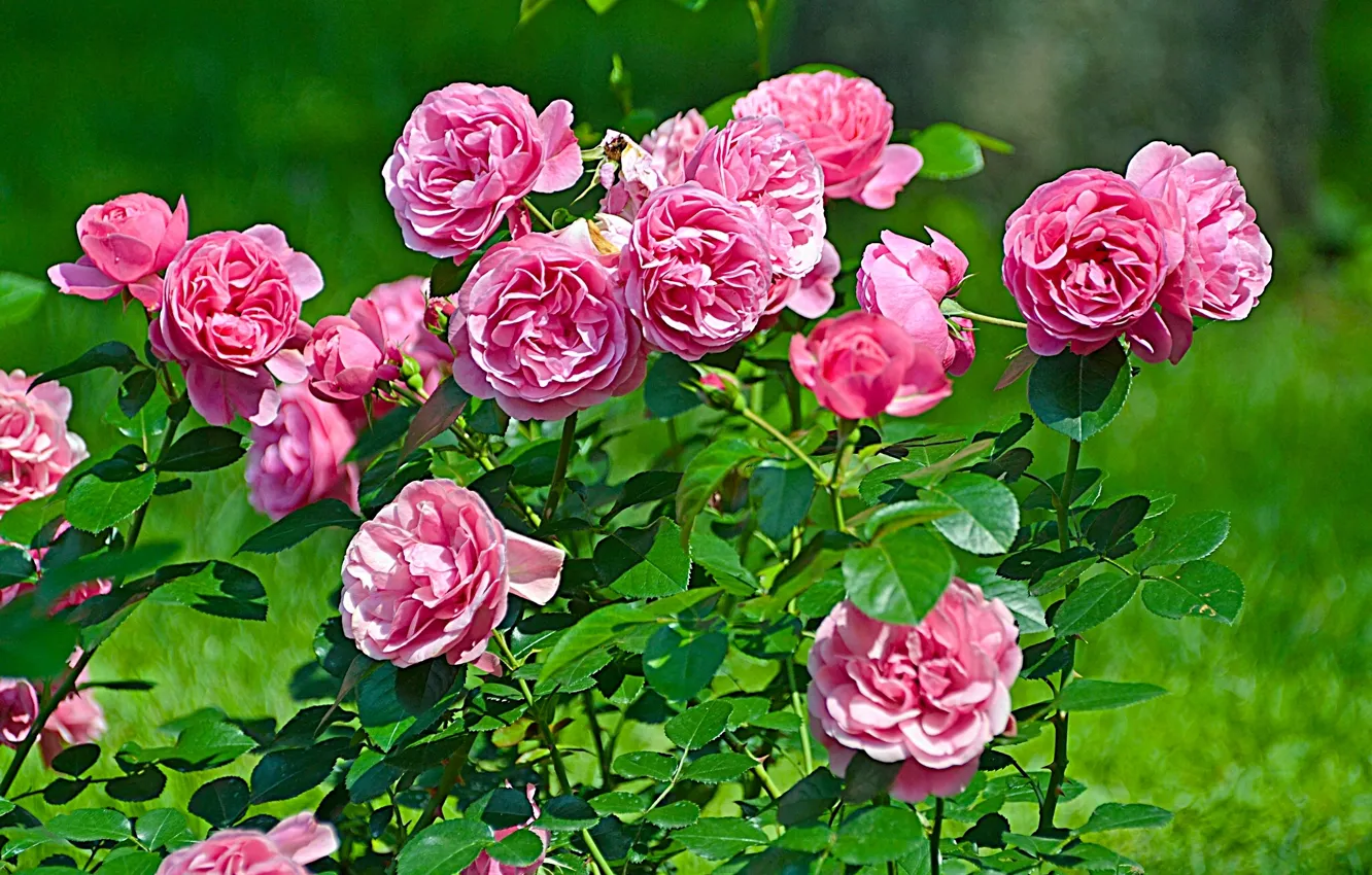 Фото обои куст, розы, розовый куст