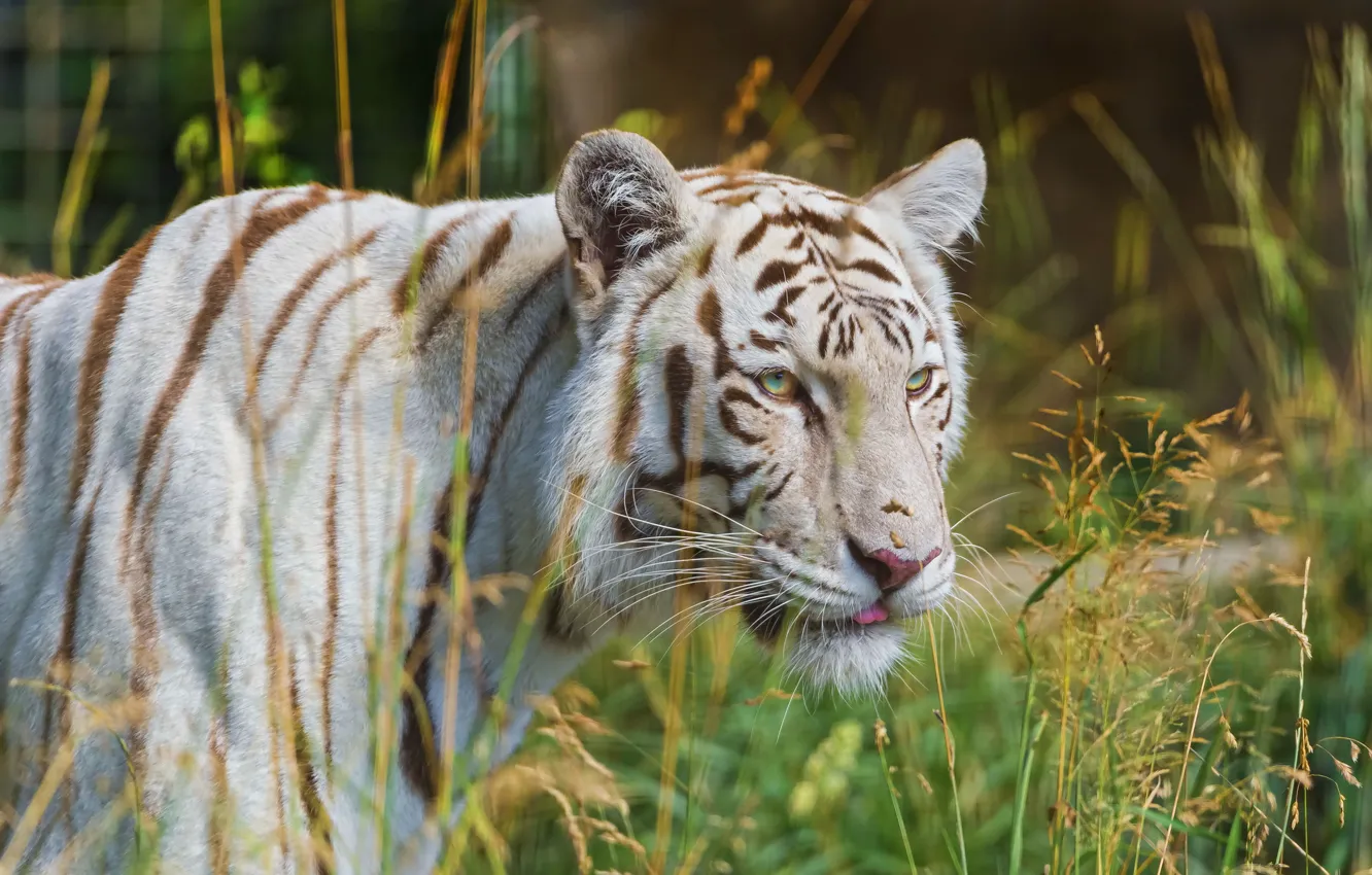 Фото обои белый, трава, тигр, хищник, профиль