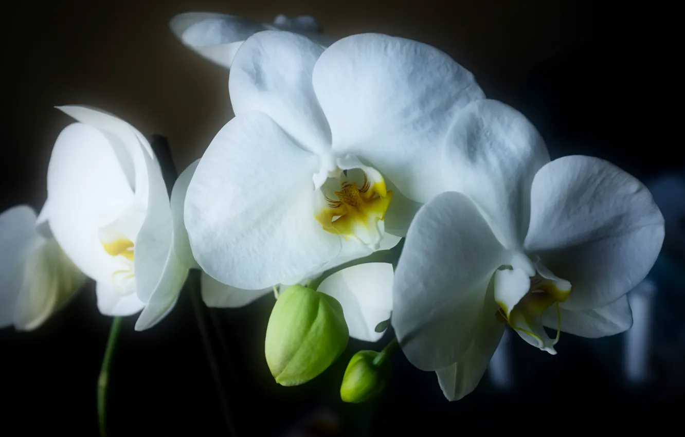 Фото обои свет, цветы, темный фон, белые, орхидеи