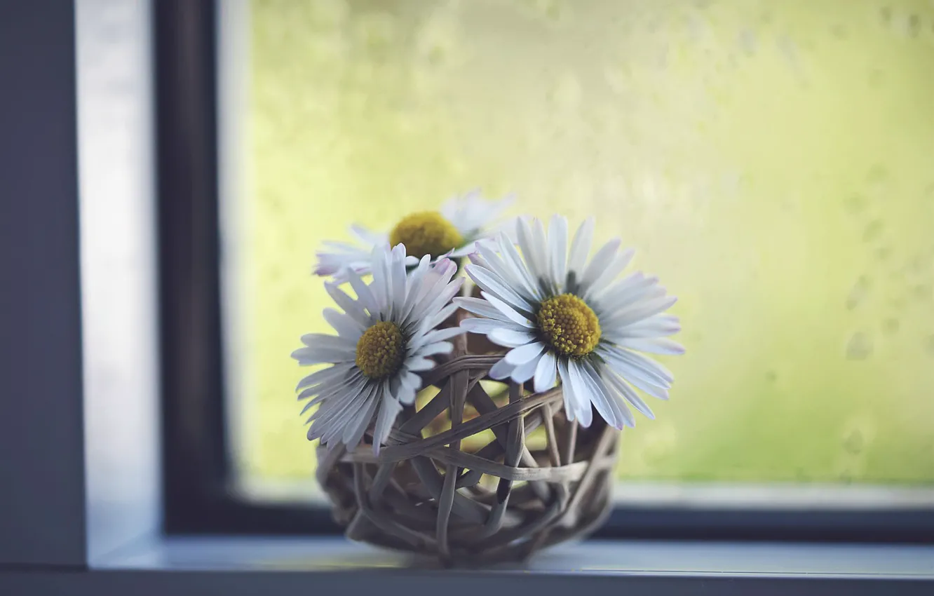 Фото обои цветы, ромашки, окно