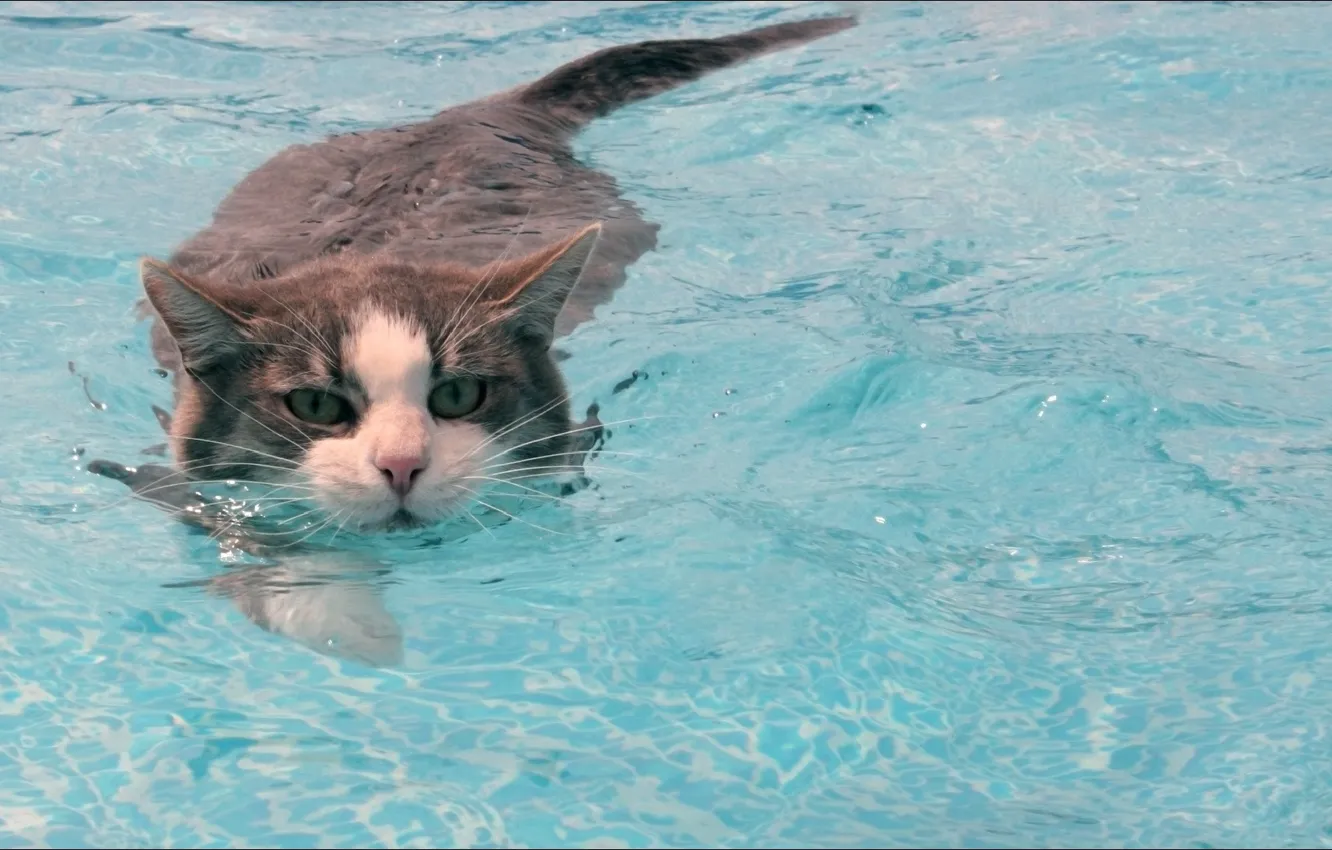 Фото обои water, cat, oops, Animals, BMФ)