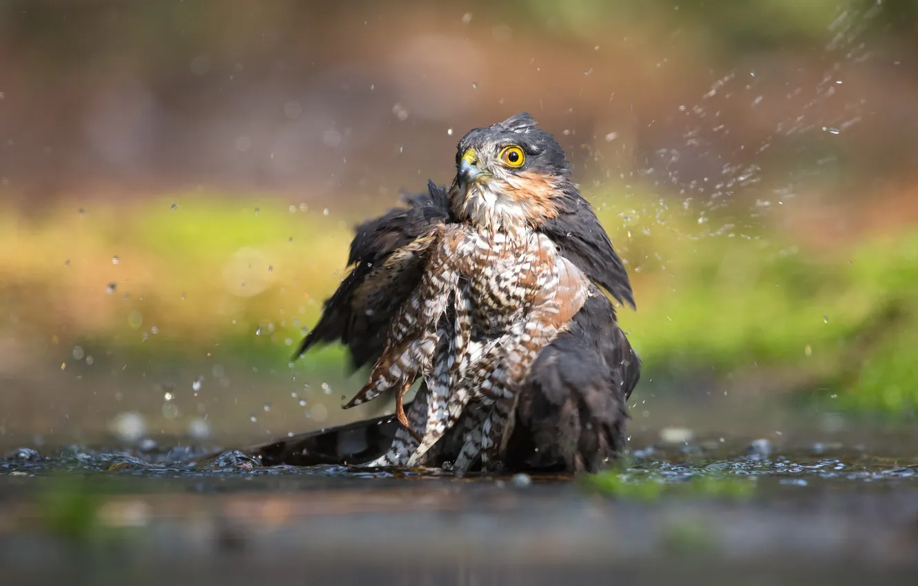 Фото обои вода, птица, Eurasian Sparrowhawk