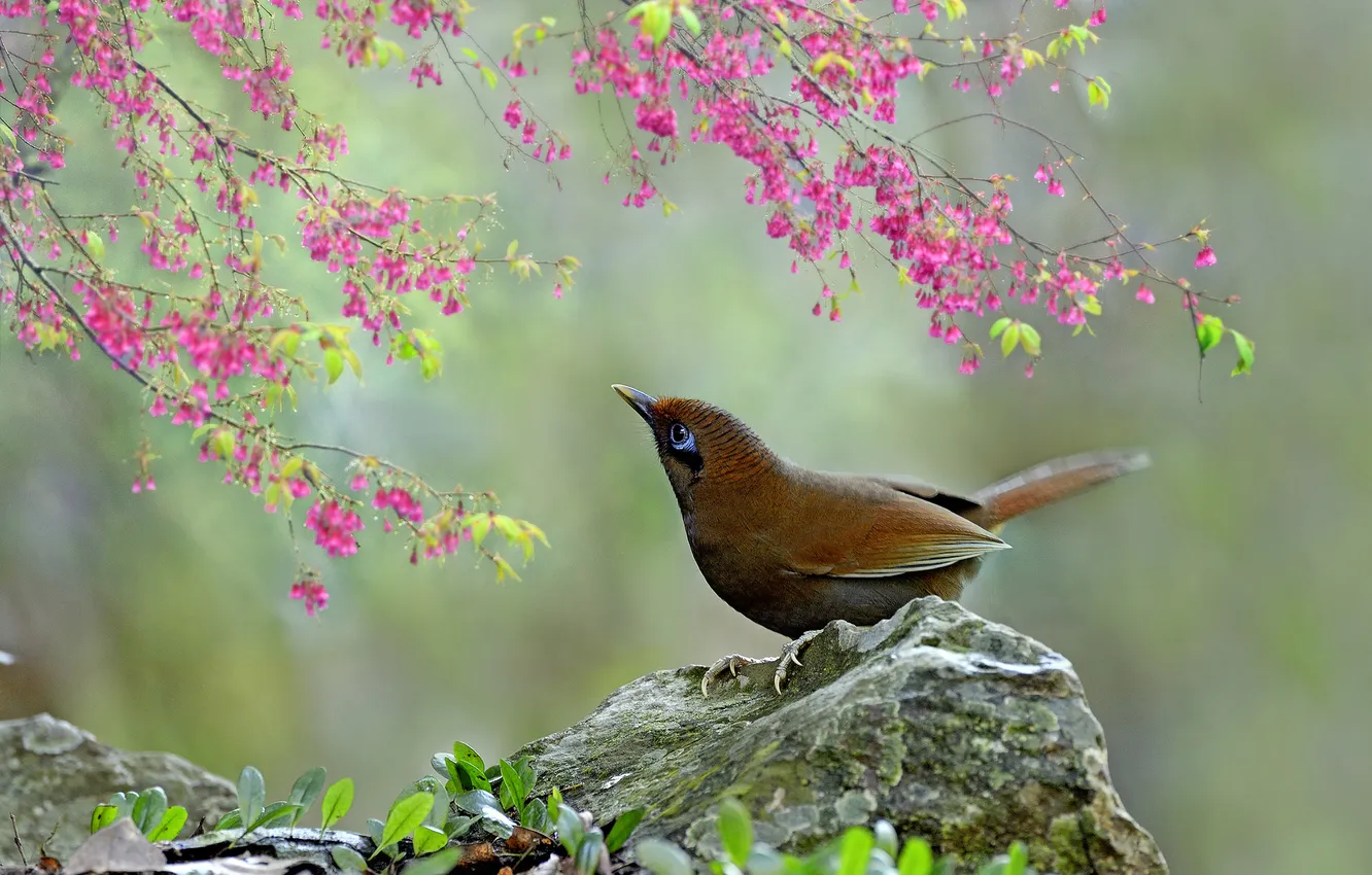Фото обои цветы, птица, камень, ветка, клюв