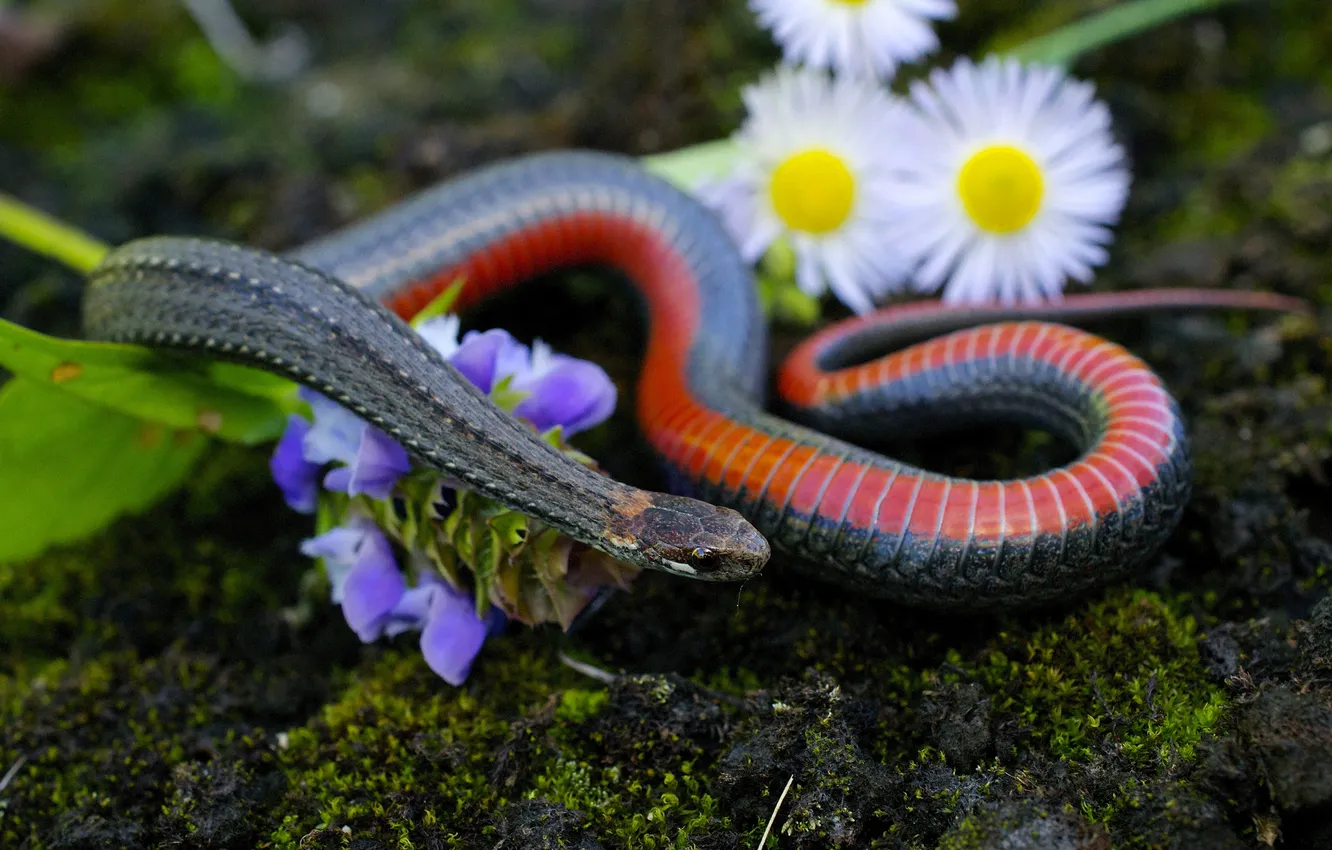 Фото обои природа, мох, змея, Redbelly