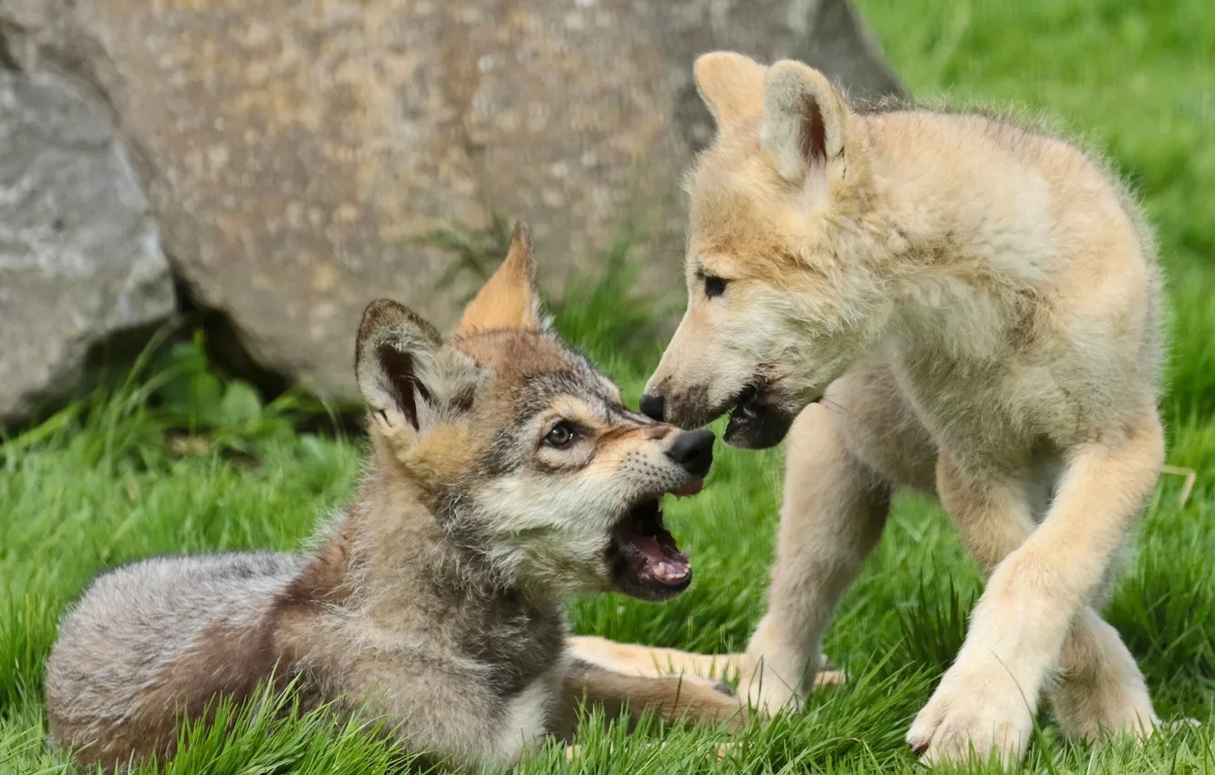 Фото обои щенки, волки, волчата