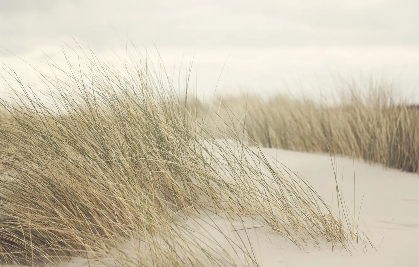 Фото обои grass, wind, dune