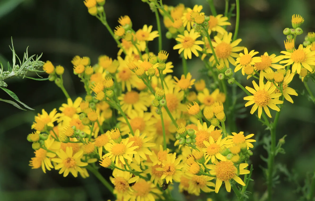 Фото обои flower, yellow, meadow