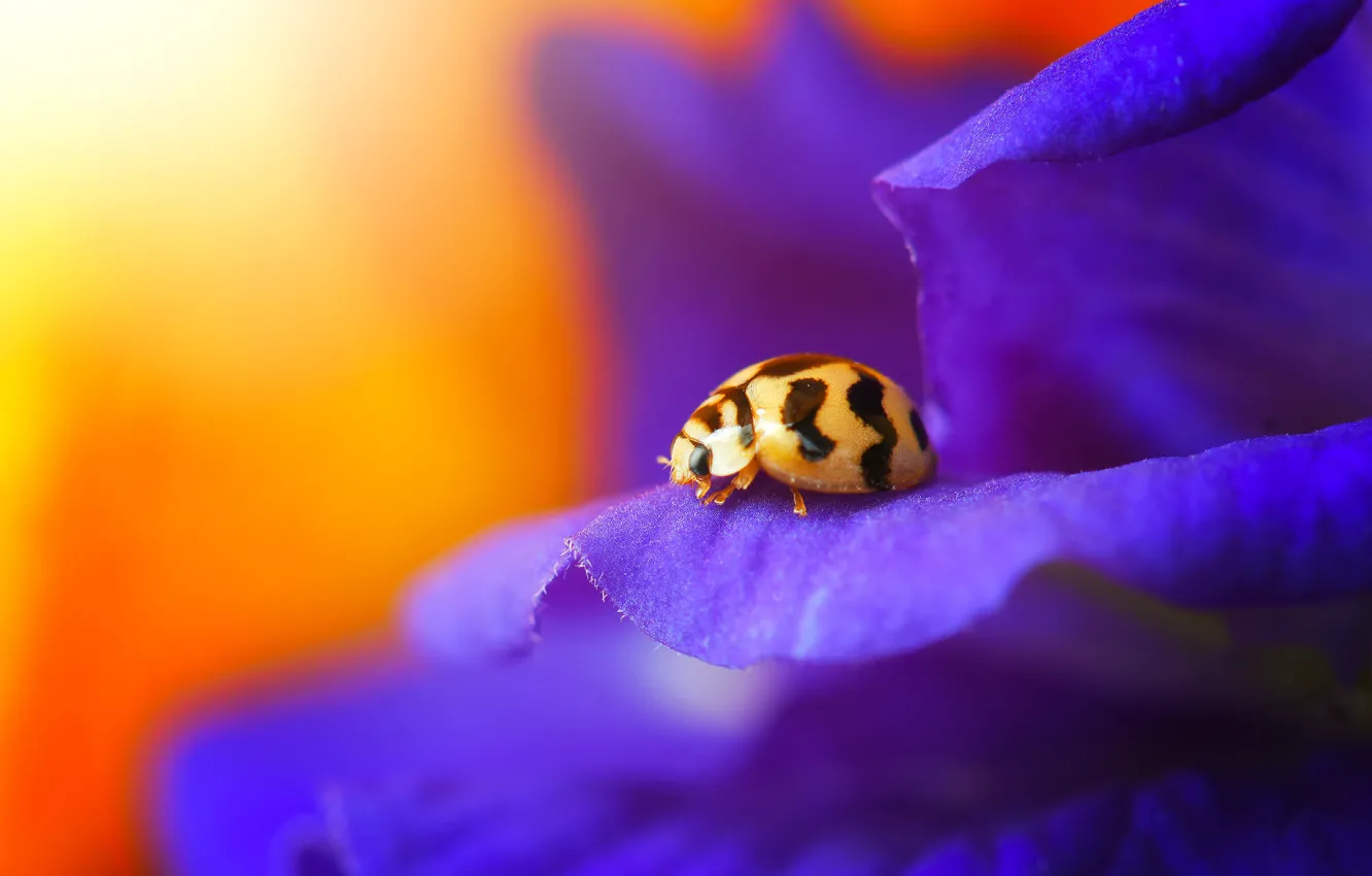 Фото обои beetle, ladybug, insect