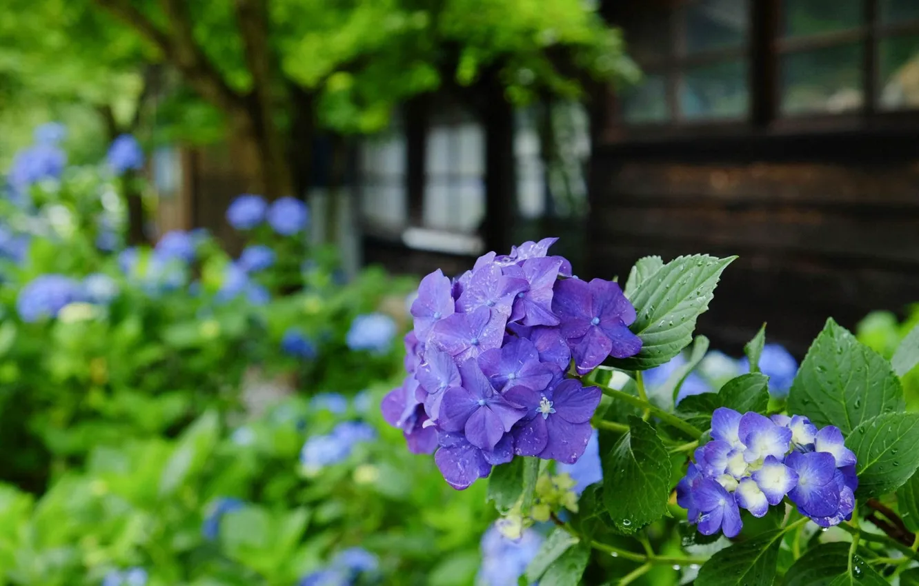 Фото обои капли, сад, Japan, сиреневая, гортензия