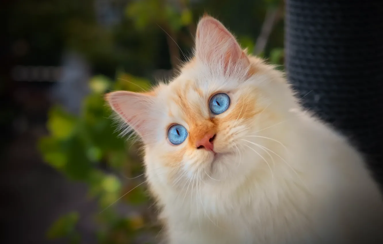 Фото обои кошка, взгляд, портрет, мордочка, голубые глаза, котёйка