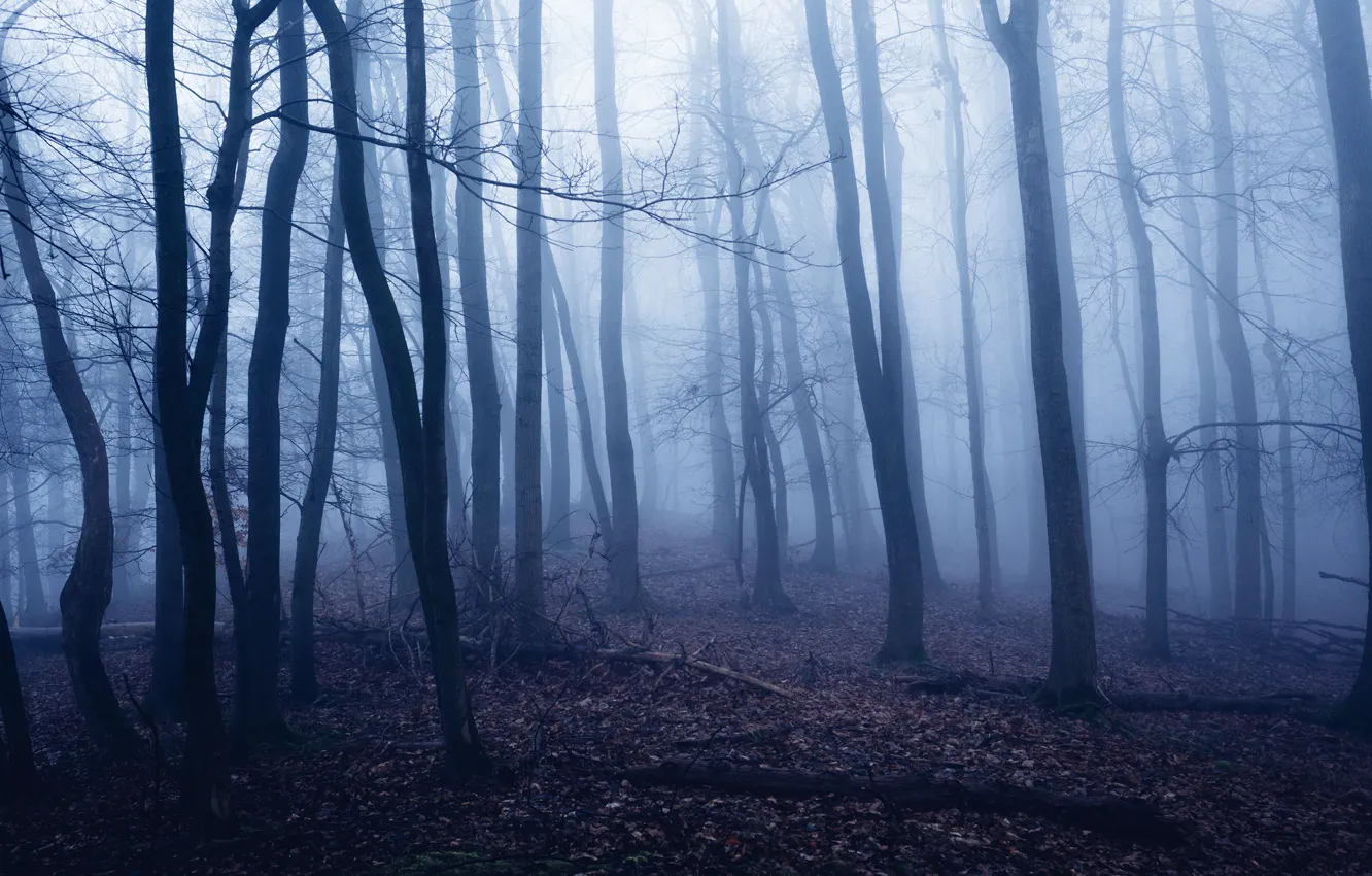 Фото обои лес, деревья, природа, туман, Oliver Henze