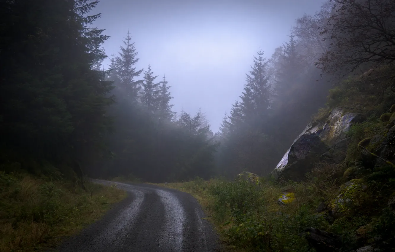 Фото обои дорога, лес, деревья, природа, туман, камни
