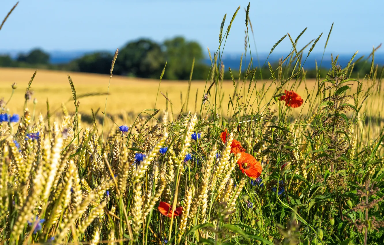 Фото обои пшеница, поле, лето, цветы, природа, маки, колосья, злаки