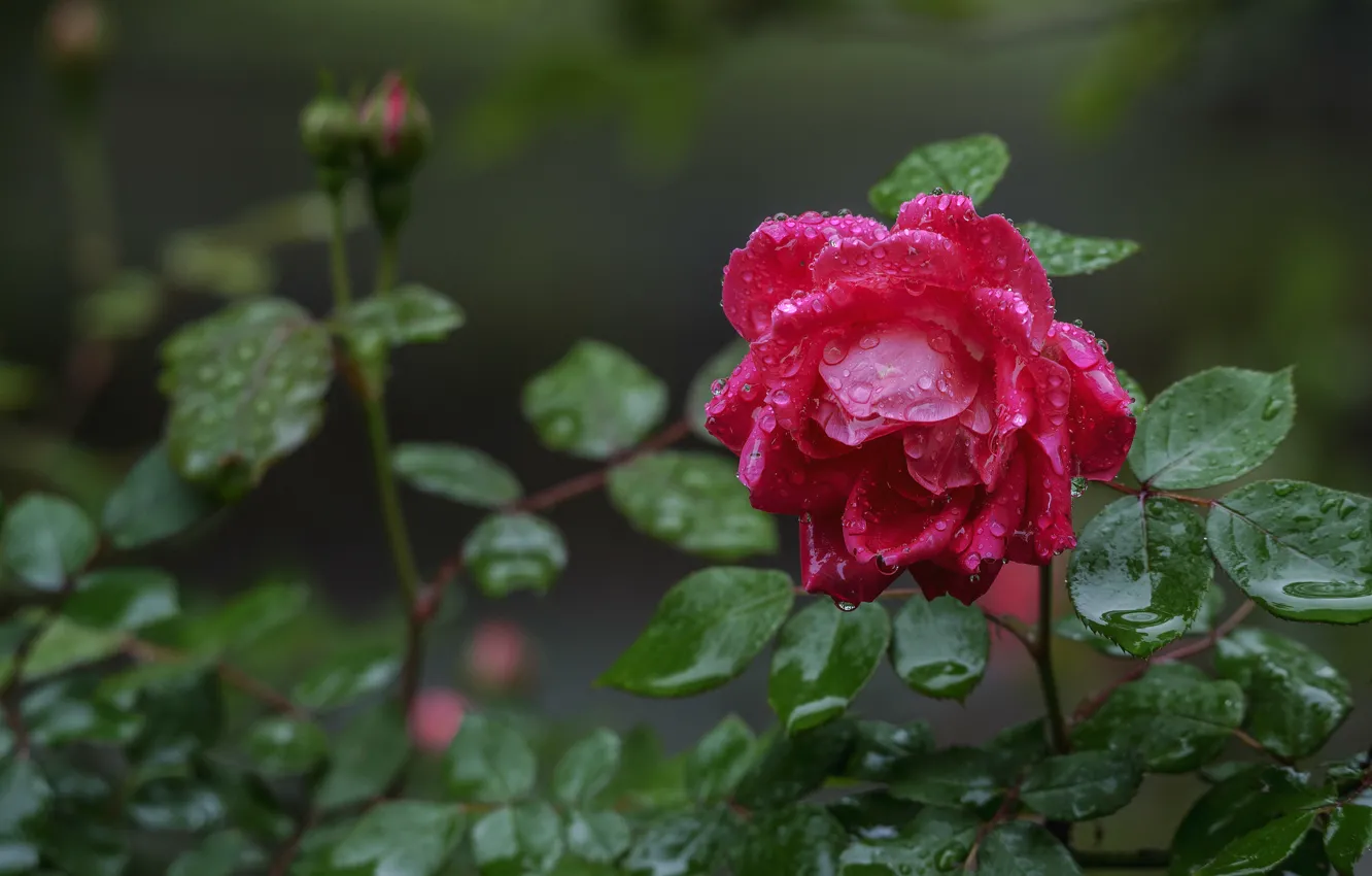 Фото обои капли, роза, бутон, после дождя
