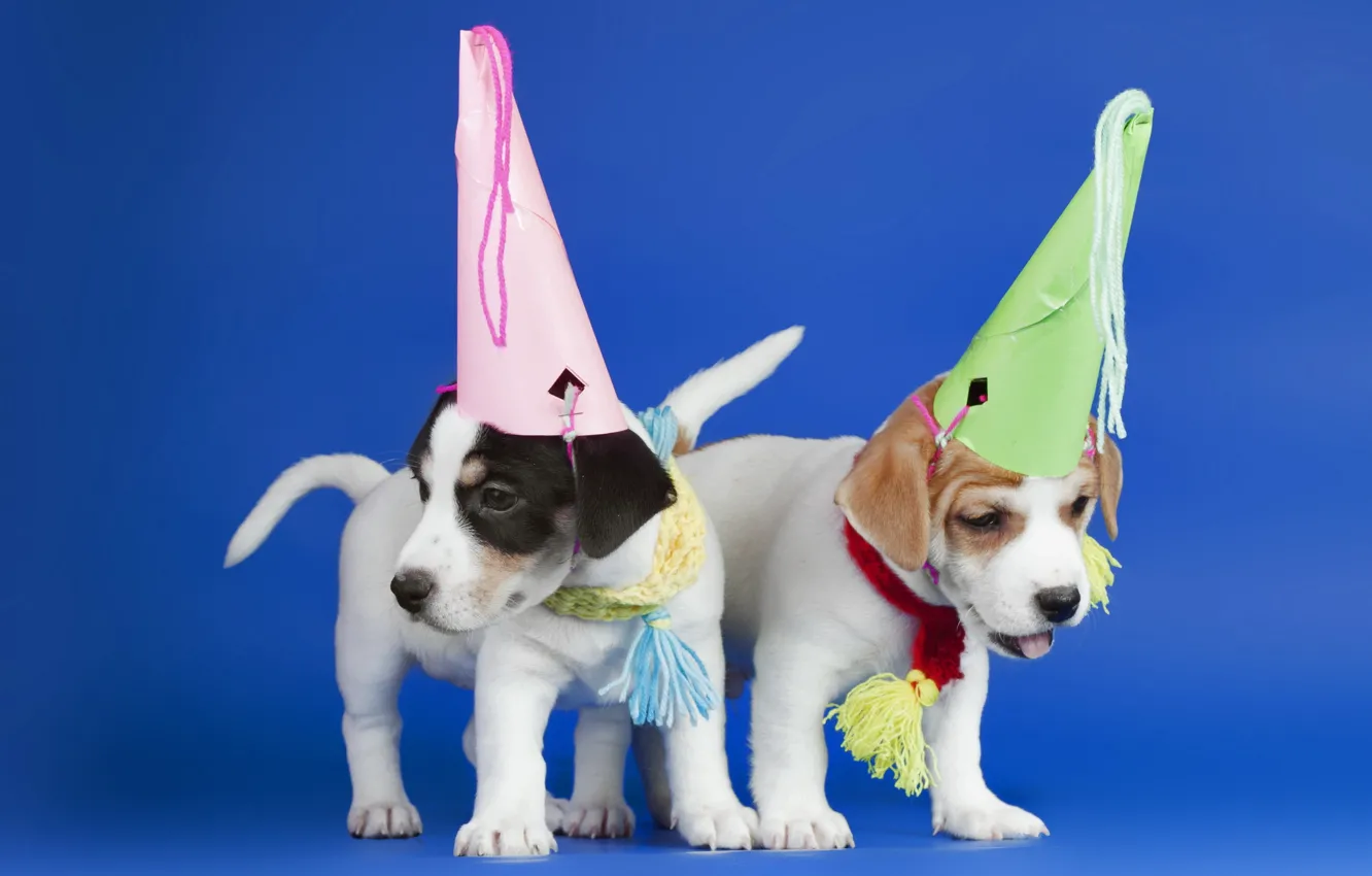 Фото обои собаки, щенки, шляпки