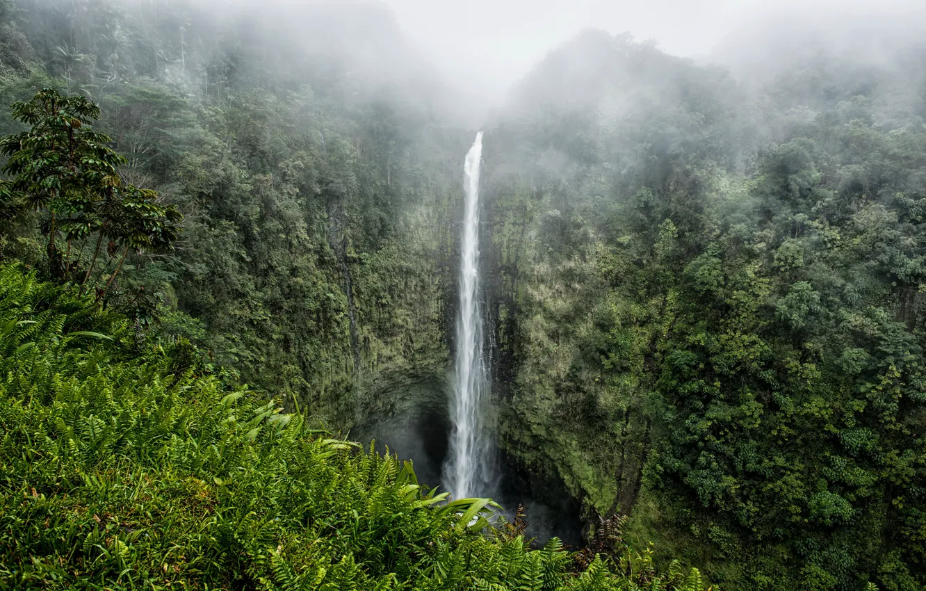 Фото обои туман, скала, тропики, водопад, джунгли, Гавайи, США, кусты