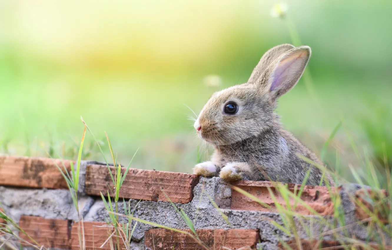 Фото обои трава, серый, заяц, кролик, кирпичи, крольчонок, зайчонок