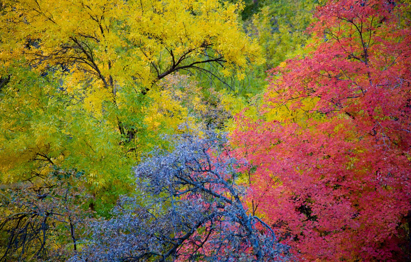 Фото обои осень, листья, деревья, Юта, США, Zion National Park, багрянец