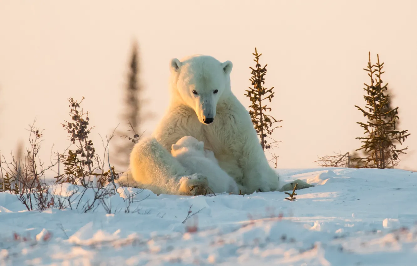 Фото обои зима, снег, медвежонок, детёныш, медведица, Белые медведи, Полярные медведи