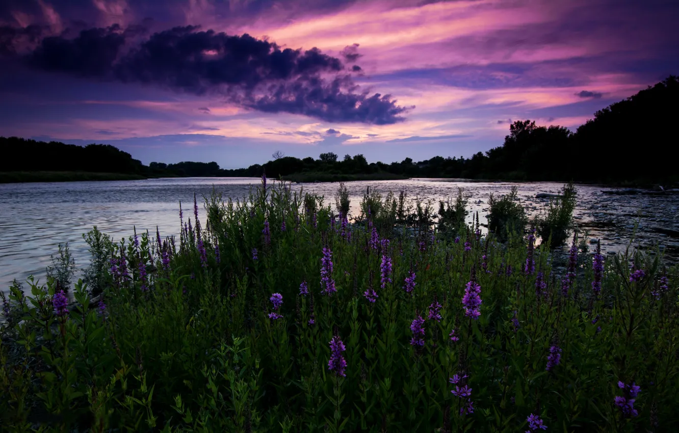 Фото обои небо, деревья, закат, цветы, природа, река, вечер, Канада