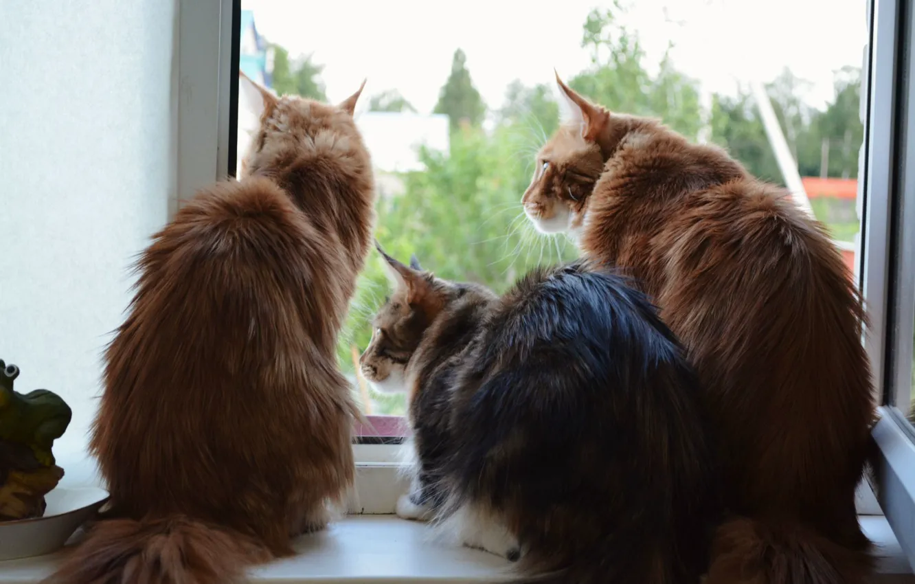 Фото обои кошки, трое, мейн-кун