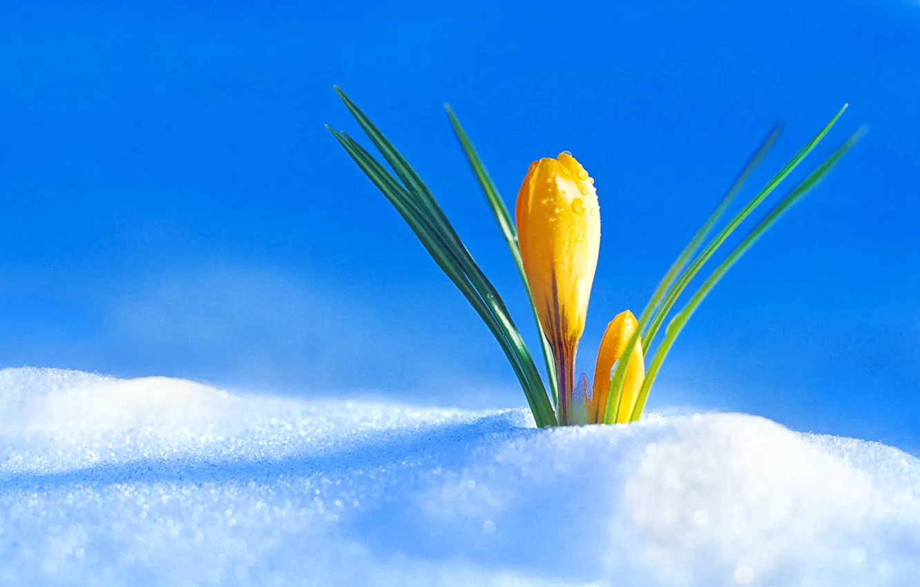 Фото обои снег, весна, бутон, крокус