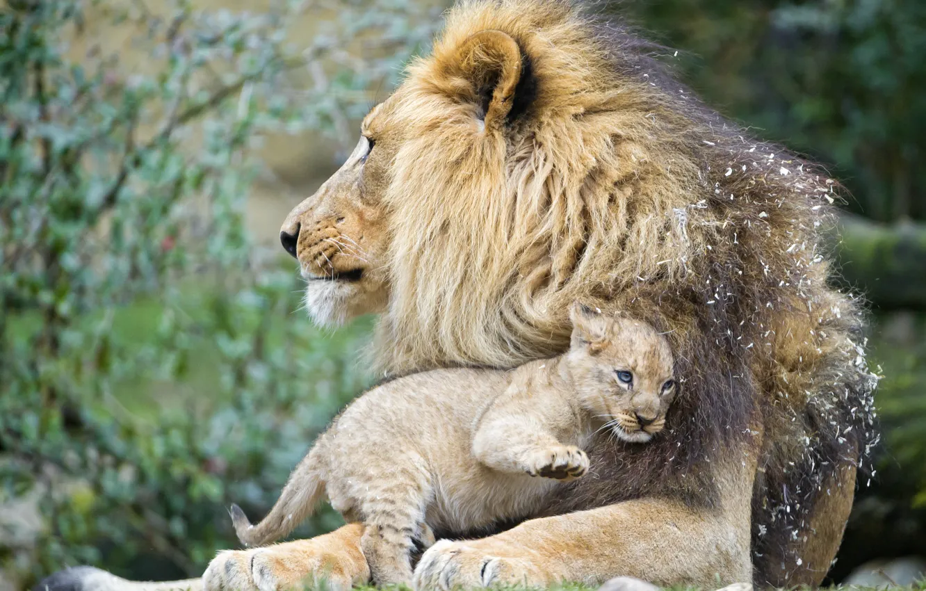 Фото обои кошка, лев, детёныш, котёнок, львёнок, ©Tambako The Jaguar