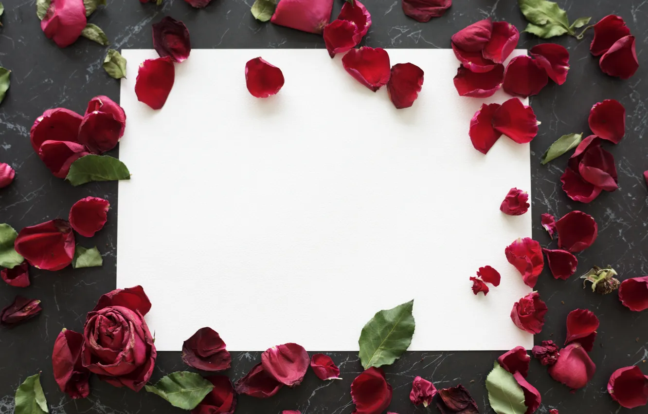 Фото обои розы, рамка, лепестки, красные, petals, roses, frame, floral