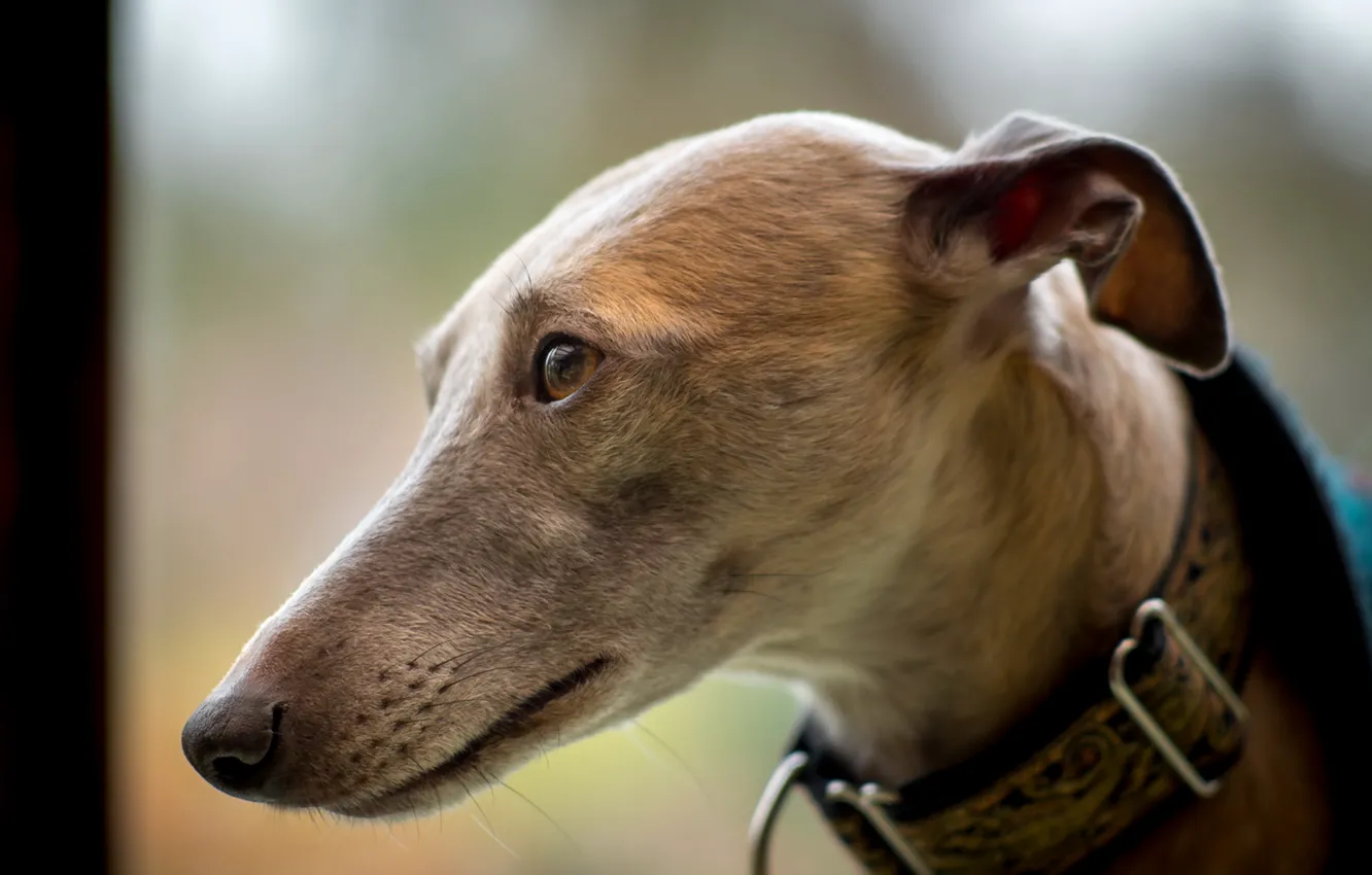 Фото обои взгляд, друг, собака