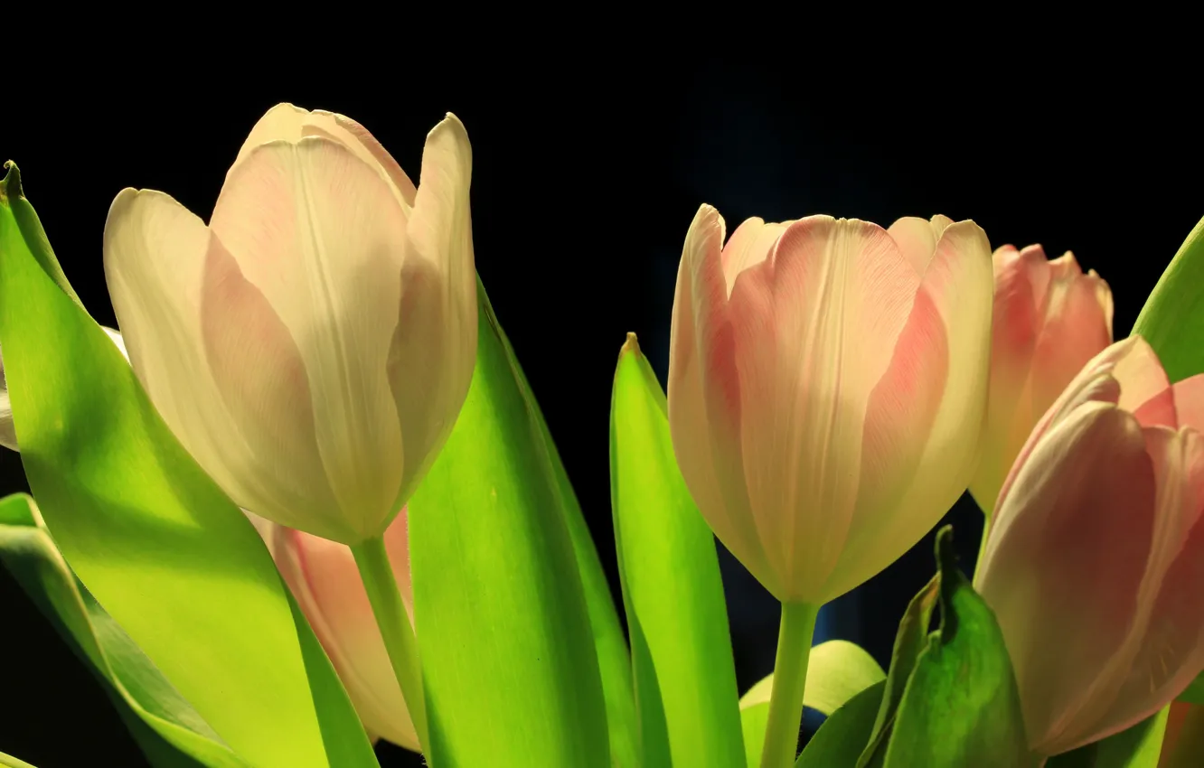 Фото обои листья, тюльпан, весна, лепестки