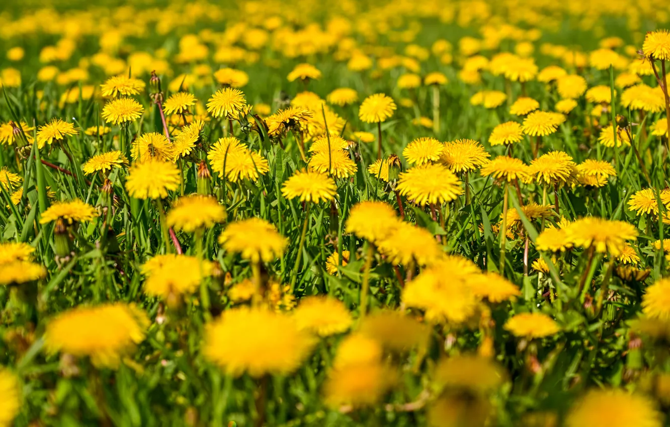 Фото обои цветы, поляна, желтые, одуванчики