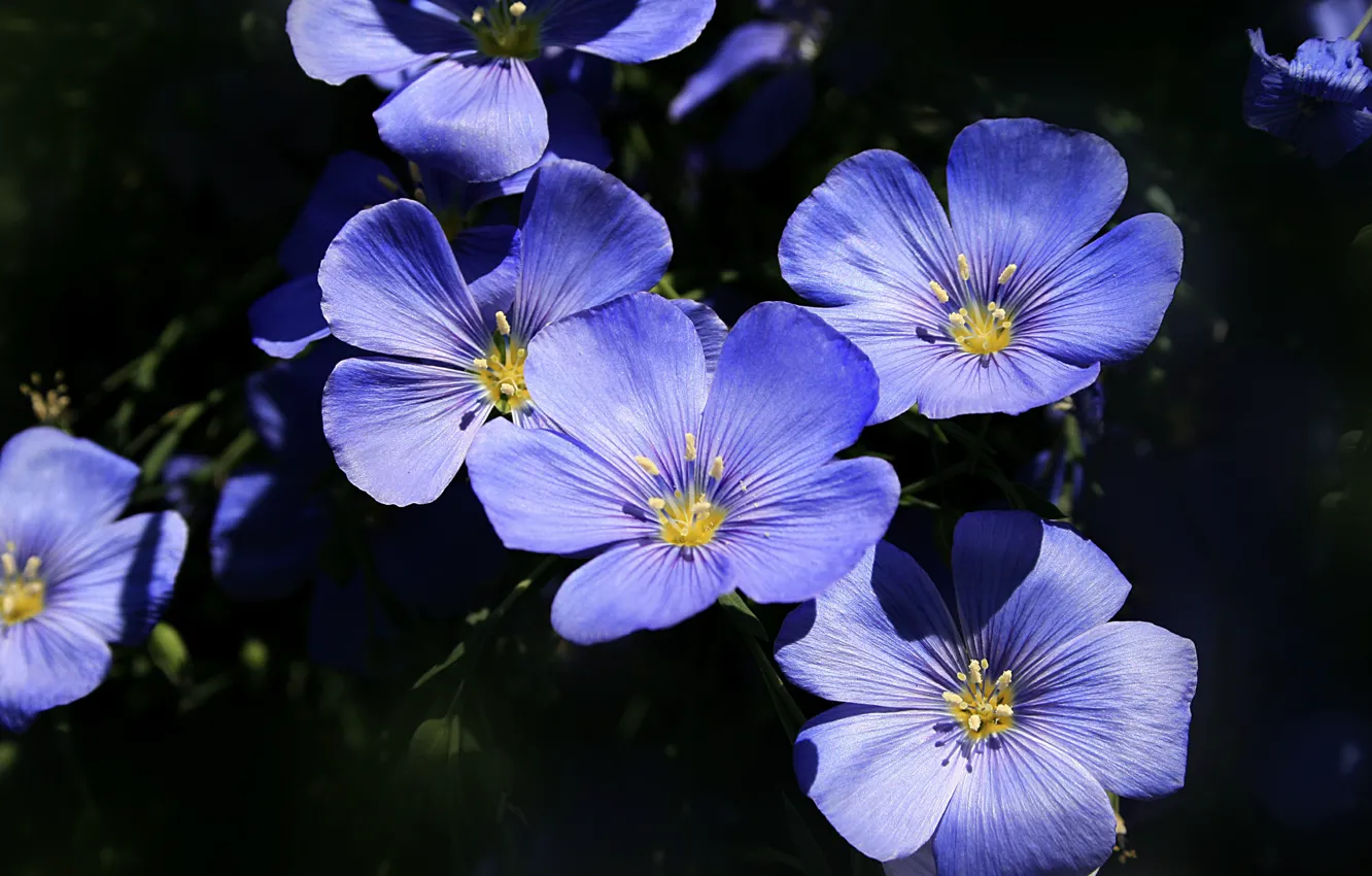 Фото обои Макро, Macro, лён, Голубые цветы, Blue flowers