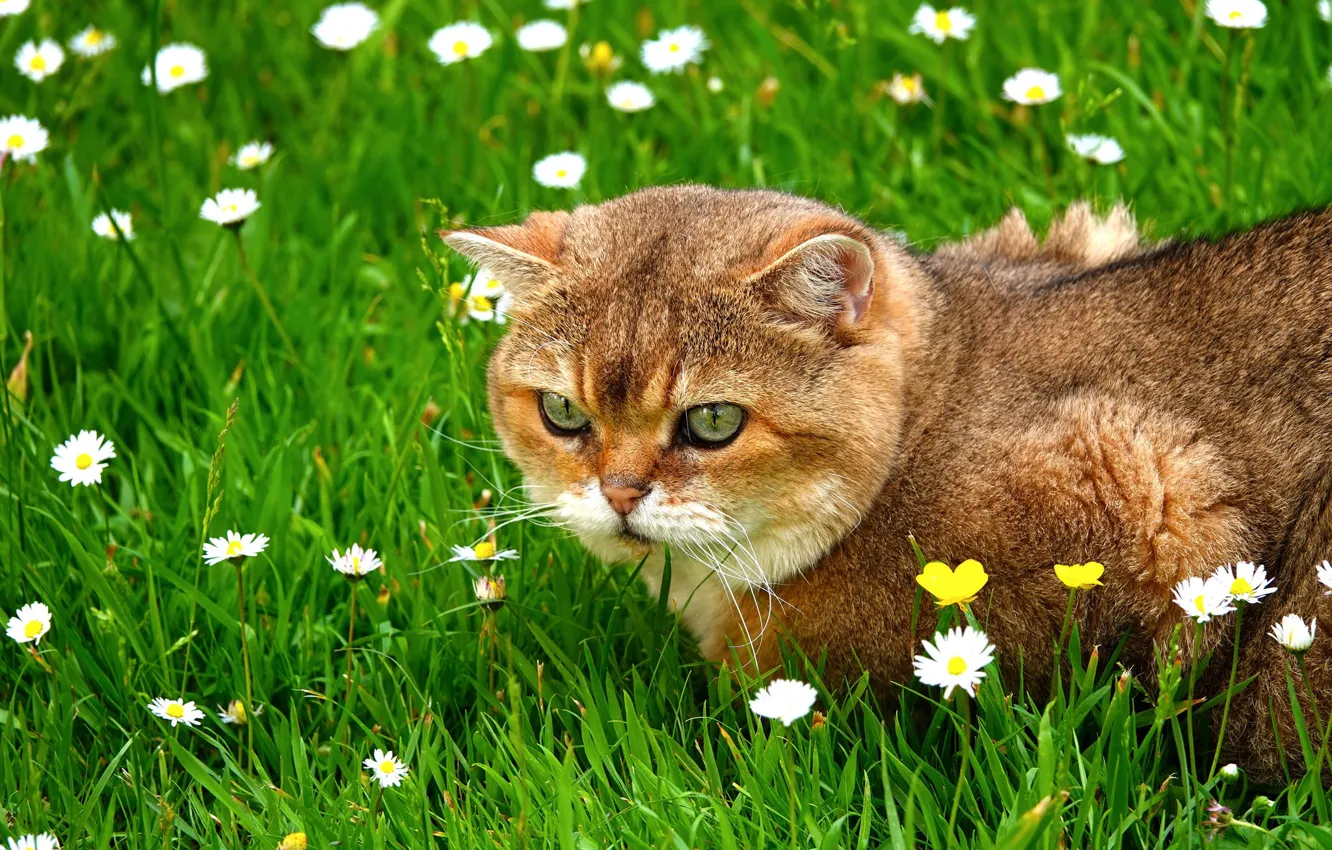 Фото обои кошка, лето, трава, кот, взгляд, морда, цветы, поляна