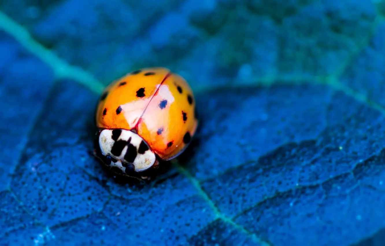 Фото обои flower, nature, blue, leaf, insect, vegetation, ladybird, eetle