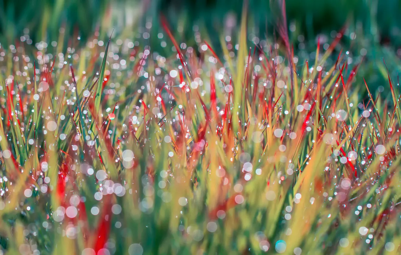 Фото обои трава, капли, макро, роса, блики, утро