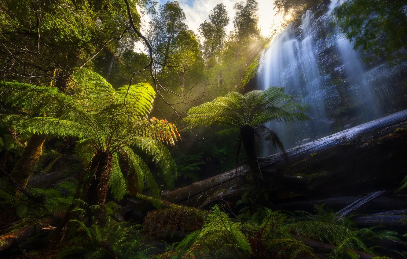 Фото обои лес, пальмы, водопад, Австралия, брёвна, Australia, Tasmania, Тасмания