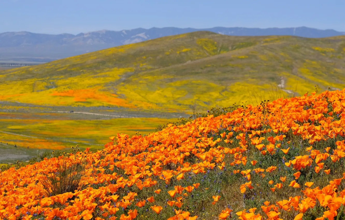 Фото обои небо, цветы, горы, холмы, поляна, яркие, склоны, Калифорния