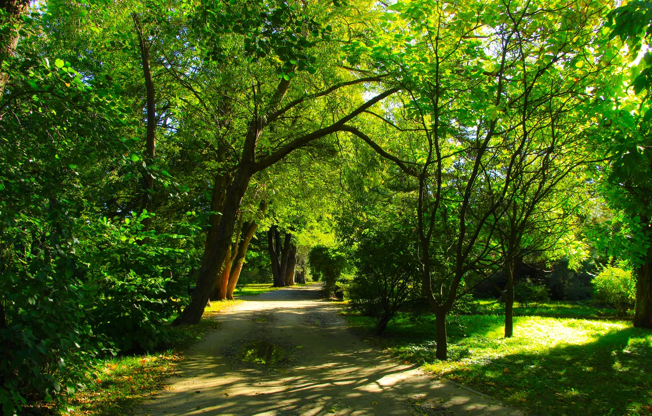 Фото обои trees, park, alley