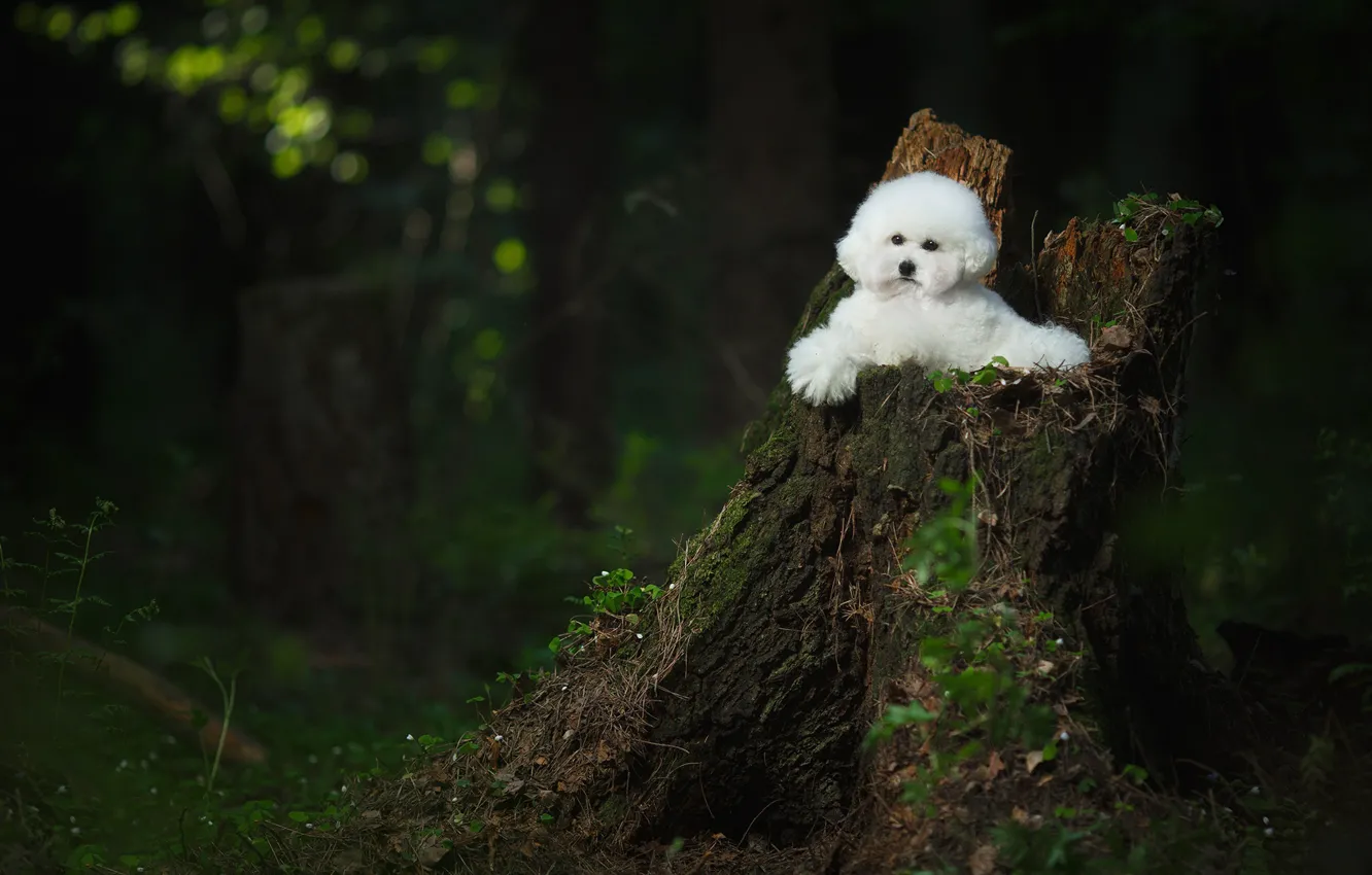 Фото обои лес, пень, собачка, Бишон фризе
