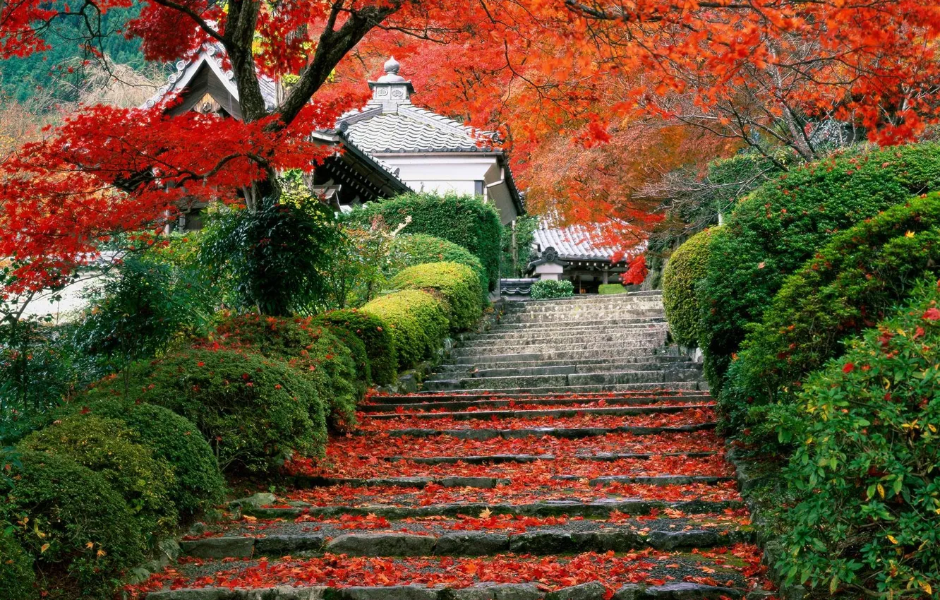 Фото обои осень, Япония, сад