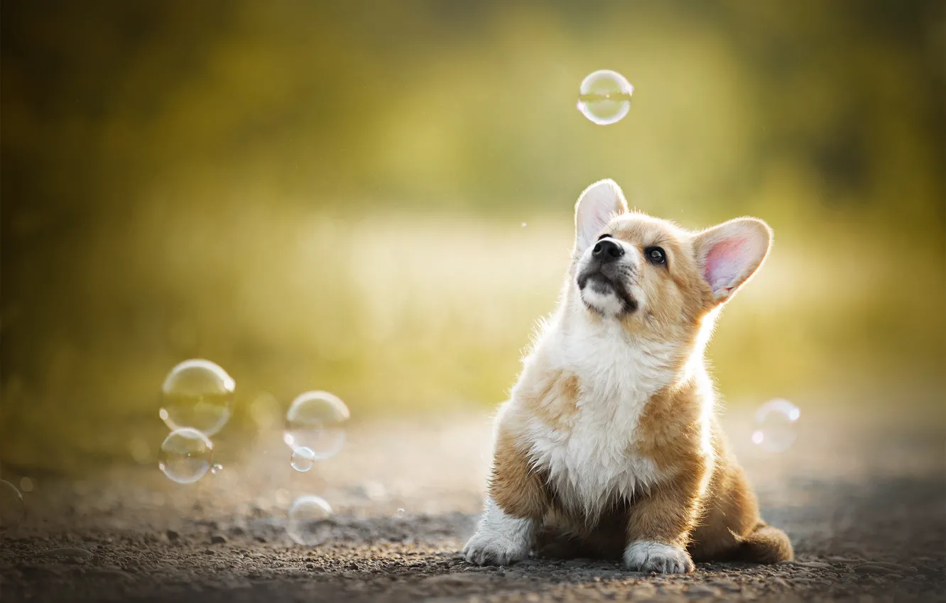 Фото обои малыш, мыльные пузыри, щенок, боке, пёсик, Вельш-корги