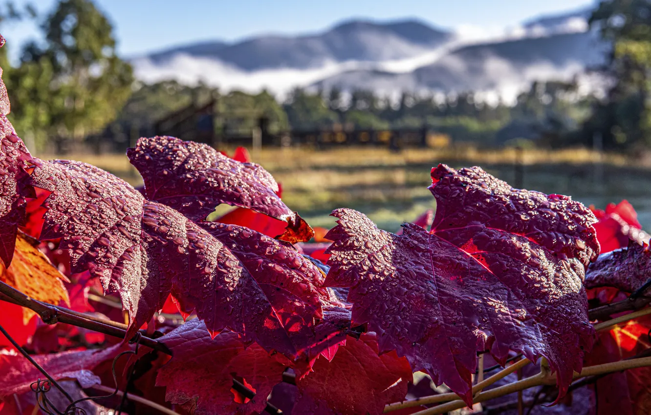 Фото обои осень, капли, красные, виноградник, лоза, осенние листья, листья винограда