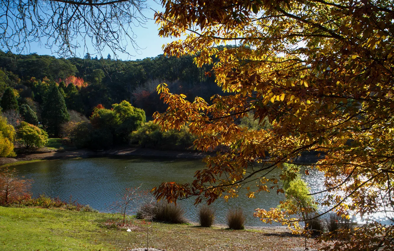 Фото обои осень, солнце, деревья, пруд, парк, Австралия, Mount Lofty Botanic Garden