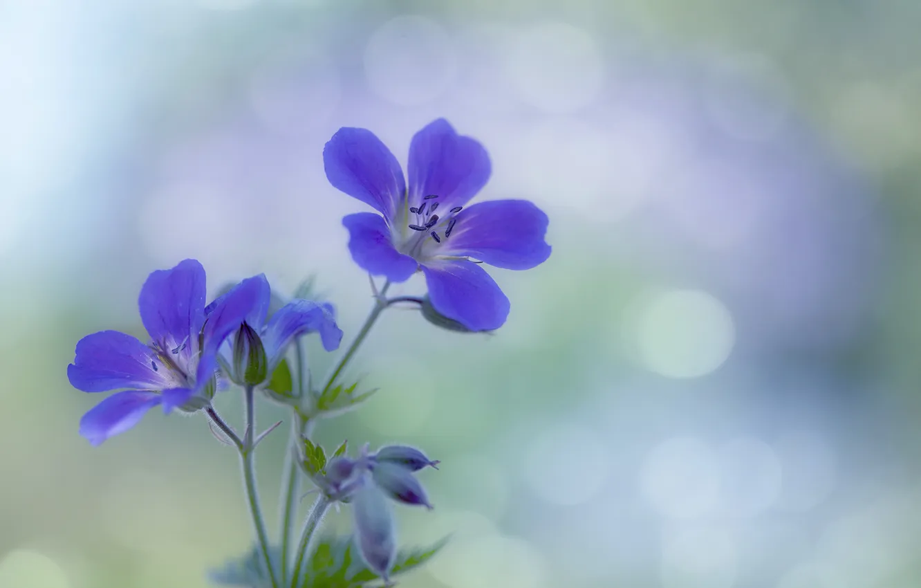 Фото обои цветок, фиолетовый, лепестки, боке, соцветие