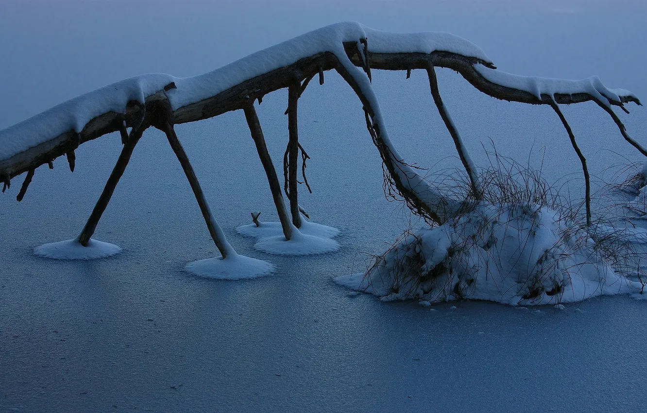 Фото обои ice, winter, lake, branch