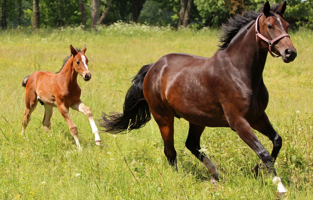Фото обои лошадь, луг, жеребёнок