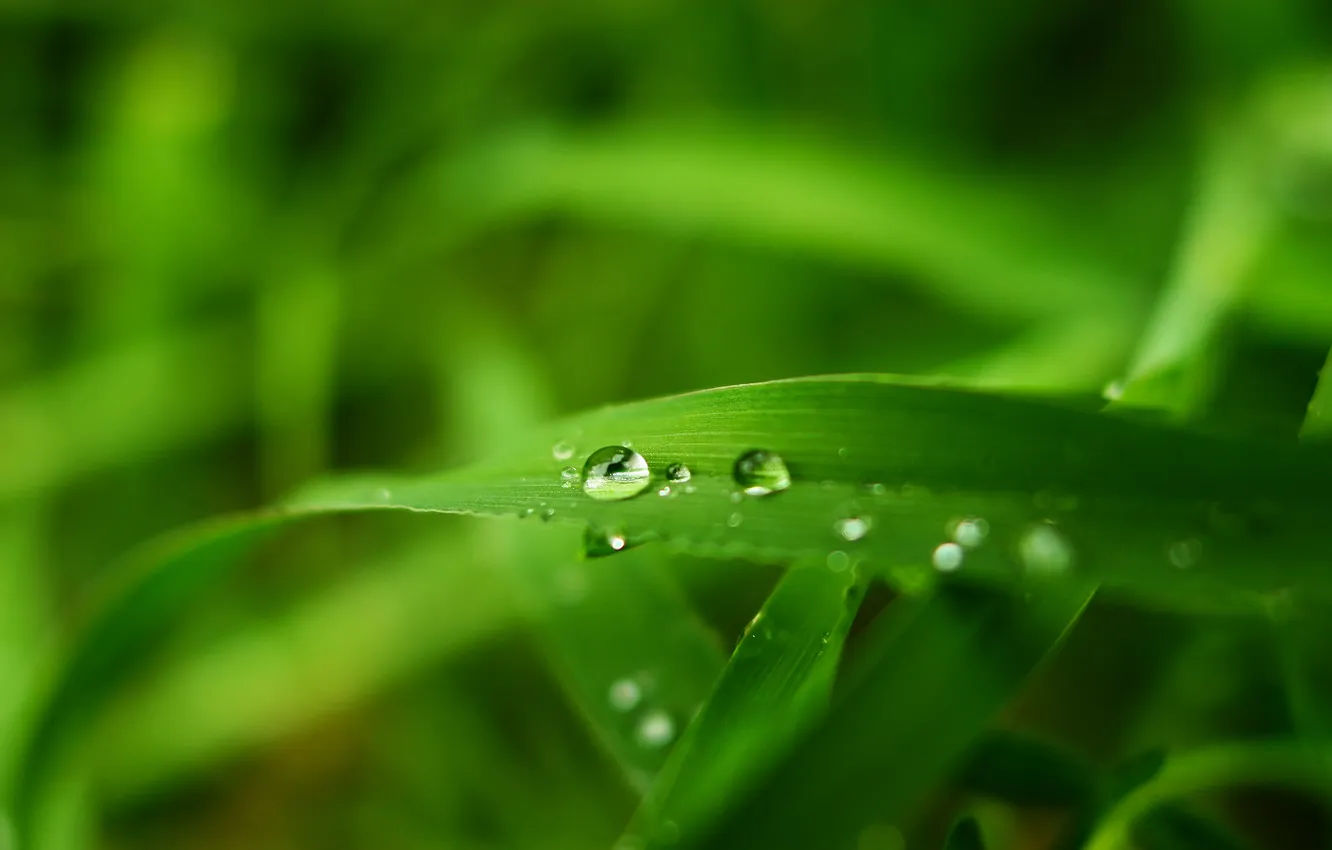 Фото обои зелень, лето, трава, вода, капли, макро, травинка, macro