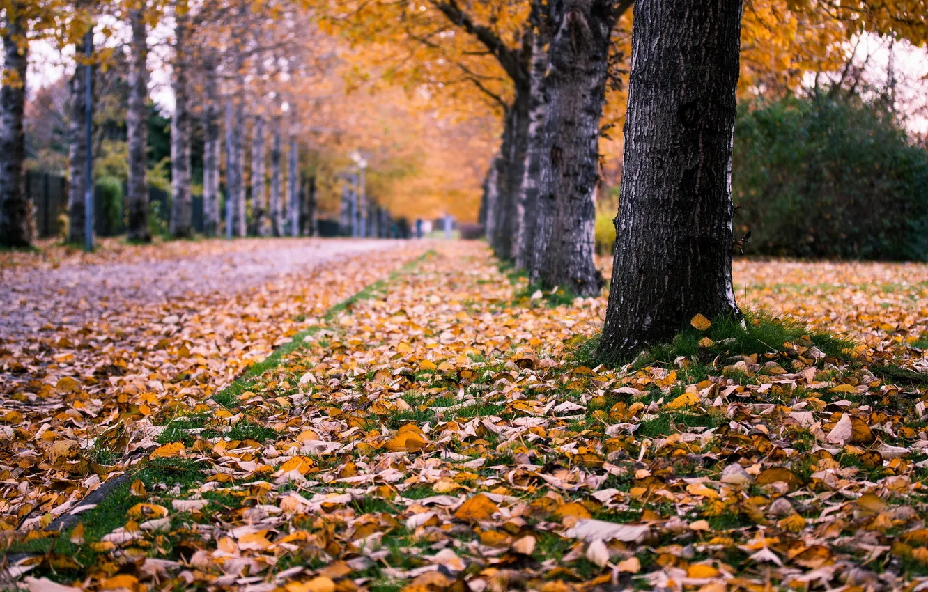 Фото обои осень, город, улица