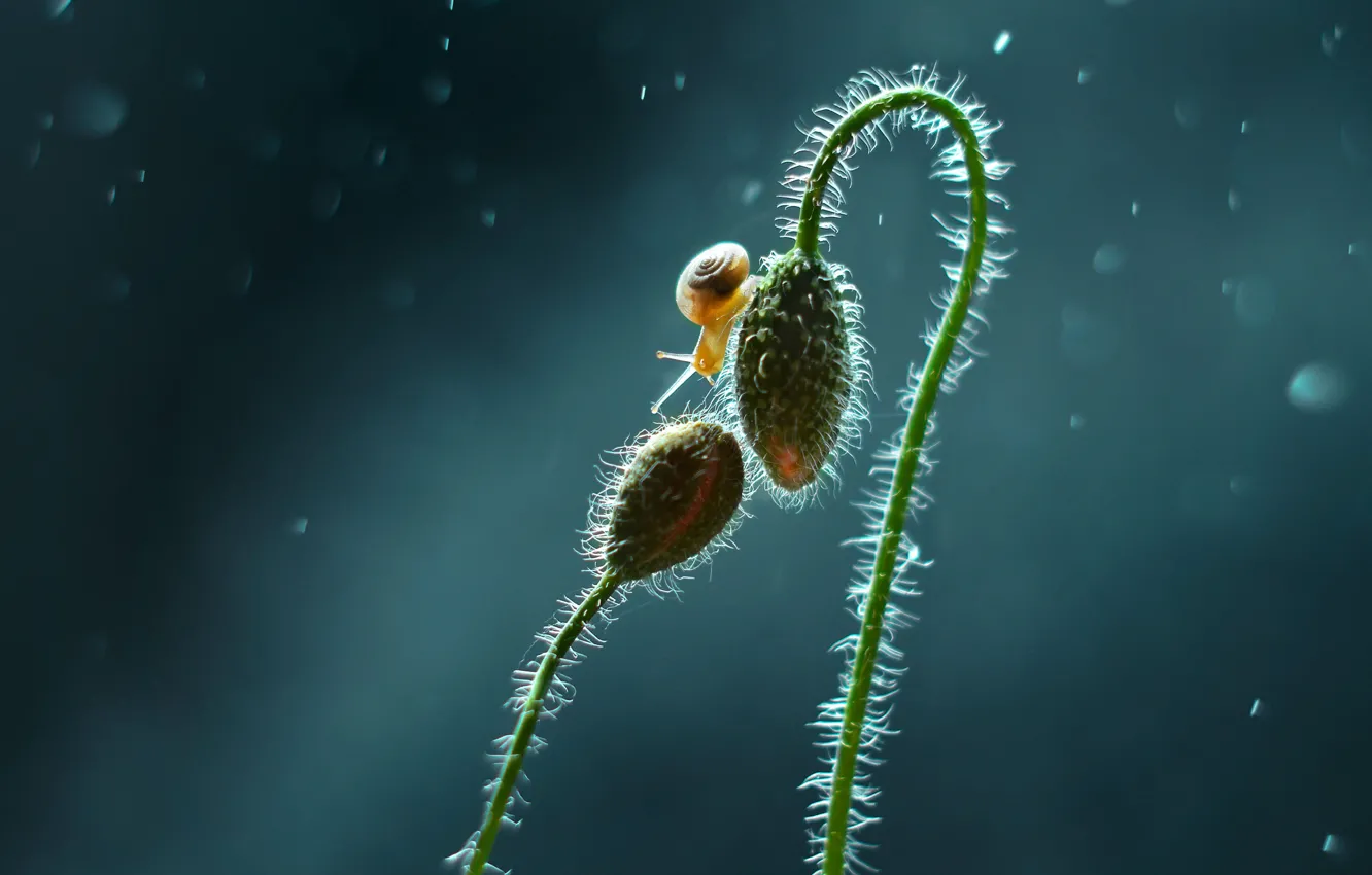 Фото обои макро, улитка, бутоны